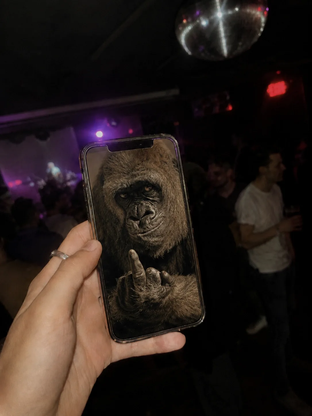 Escaneas el QR y te sale el bicho: un gorila con peineta en el móvil, en plena disco
